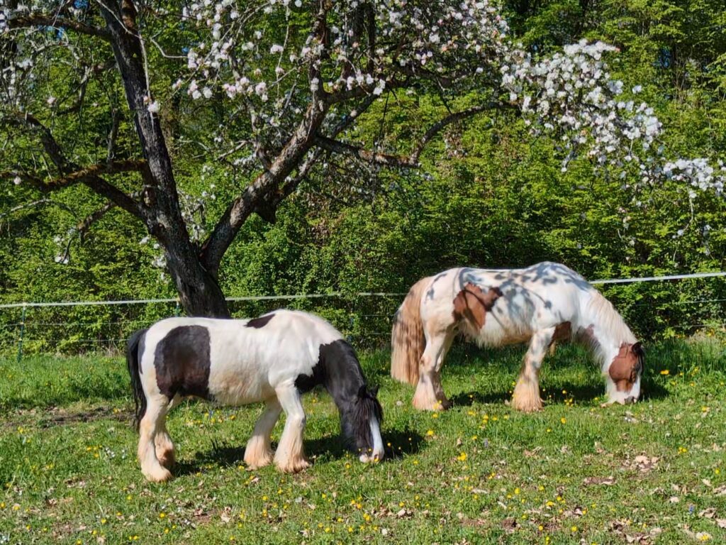 Die Tinkerpferde Lotti und Charly grasen gemeinsam auf einer Wiese unter einem blühenden Baum.