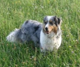 Kibo, ein Australian Shepherd, liegt auf einer grünen Wiese.