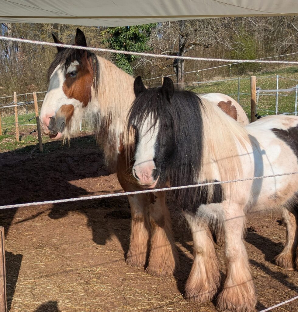 Die Tinkerpferde Lotti und Charly stehen gemeinsam auf ihrem Paddock.